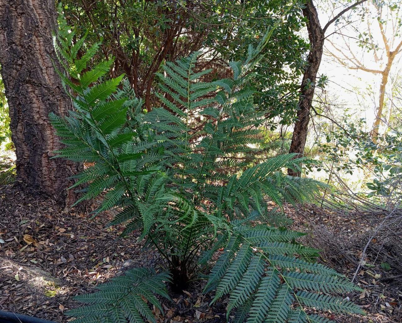 Casa Jardin Natural Sedella מראה חיצוני תמונה