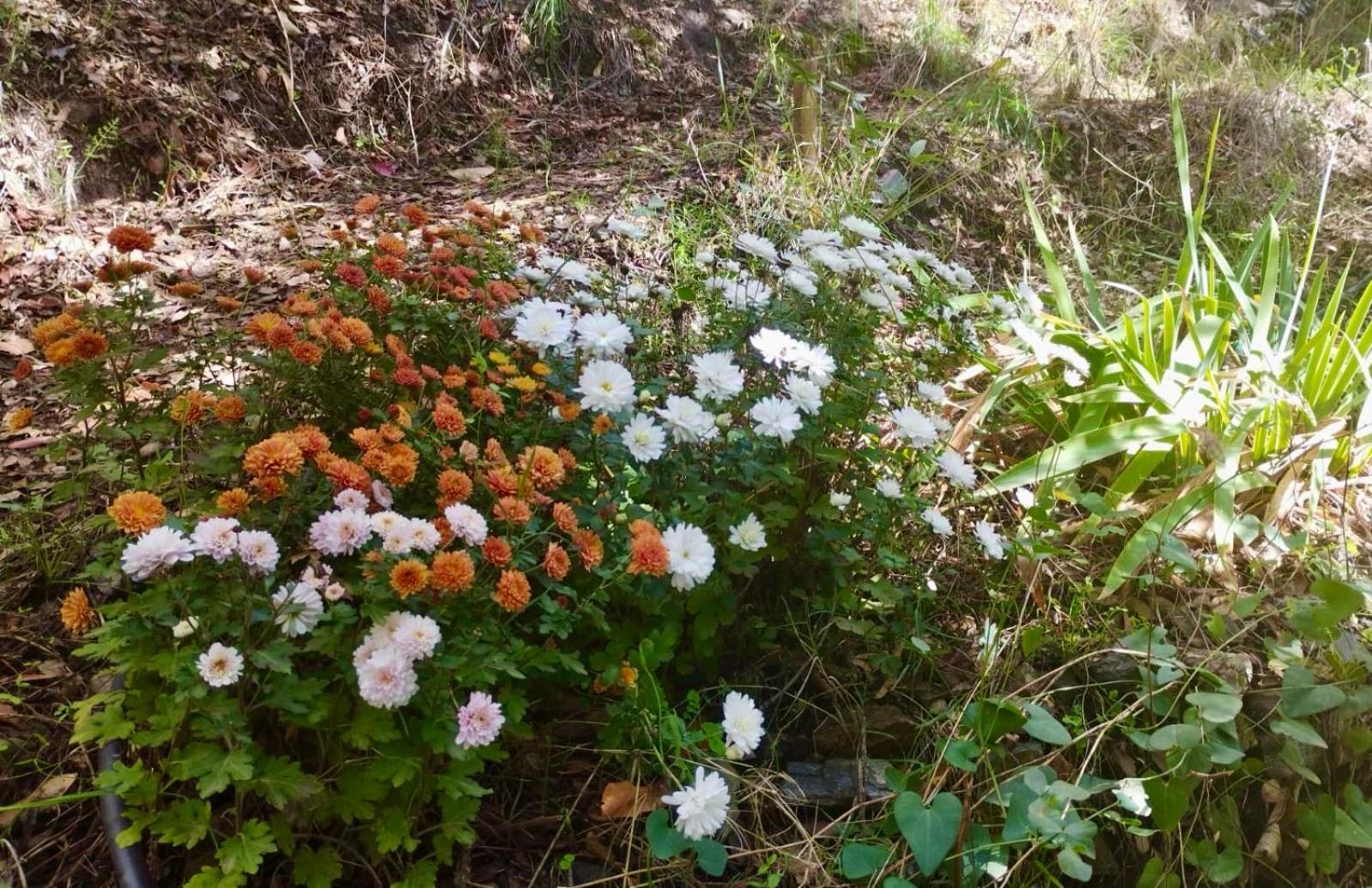 Casa Jardin Natural Sedella מראה חיצוני תמונה